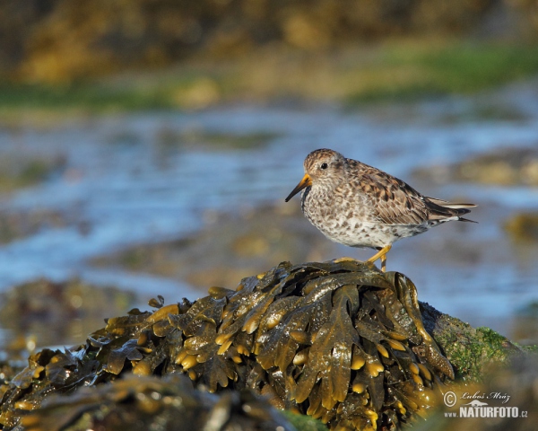 Calidris maritima