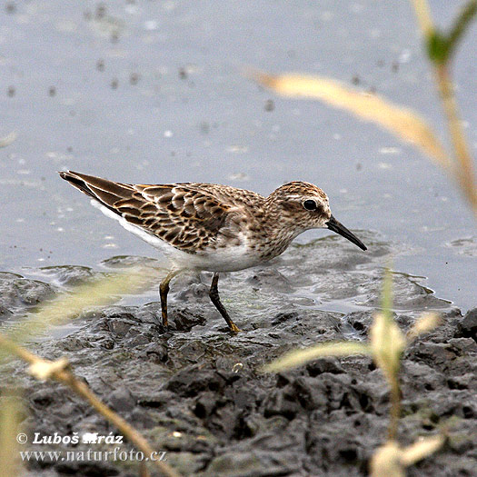 Calidris minutilla