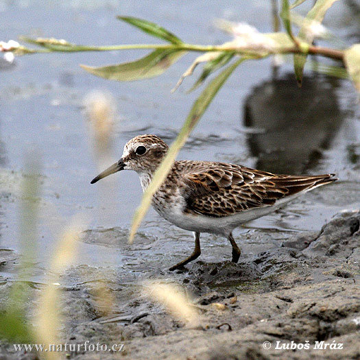 Calidris minutilla