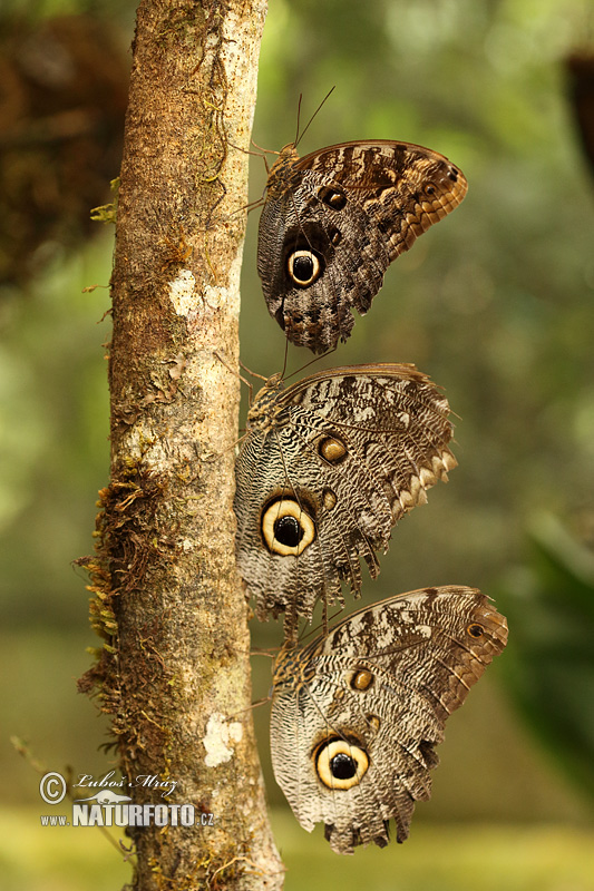 Caligo memnon