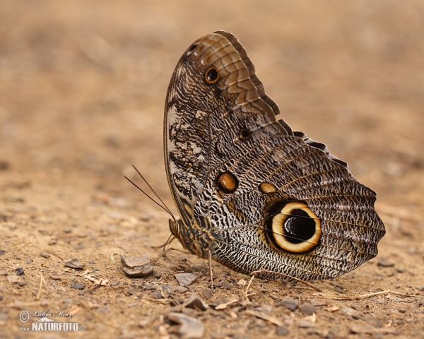 Caligo memnon