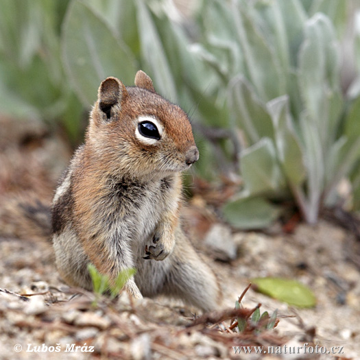 Callospermophilus lateralis