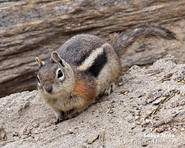 Callospermophilus lateralis