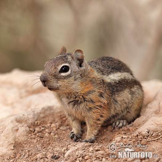 Callospermophilus lateralis