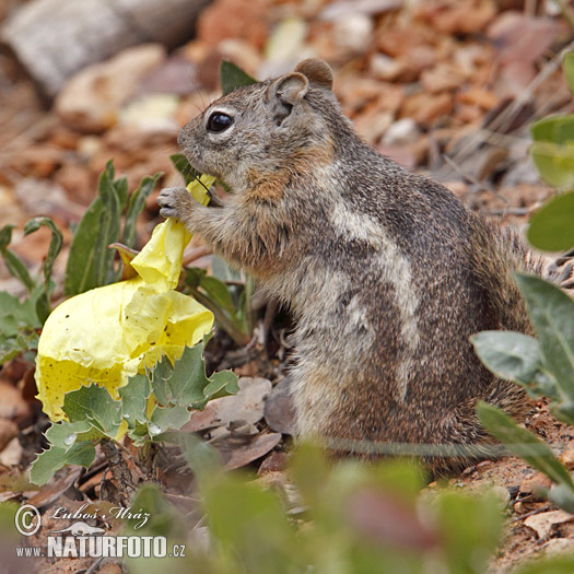 Callospermophilus lateralis