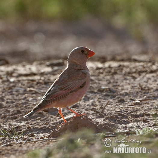 Camachuelo trompetero