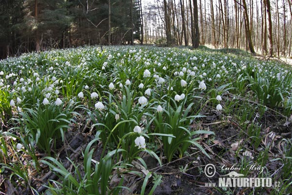 Campanellino