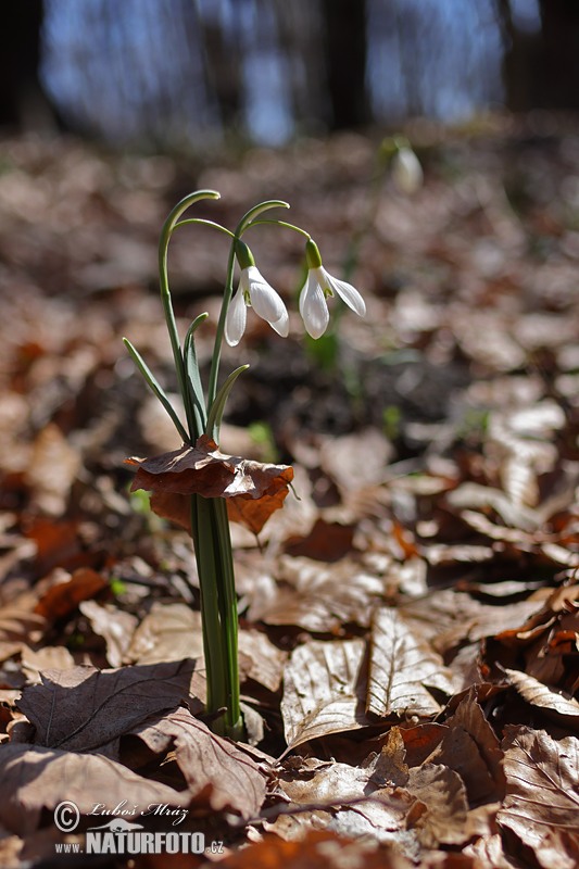 Campanilla de invierno