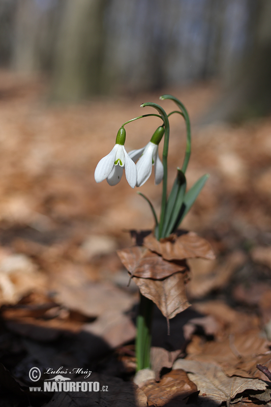 Campanilla de invierno