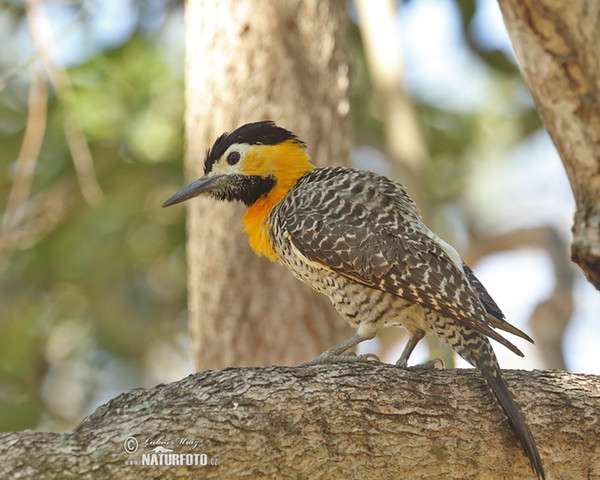 Campo or Field Flicker (Colaptes campestris)