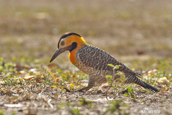 Campo or Field Flicker (Colaptes campestris)