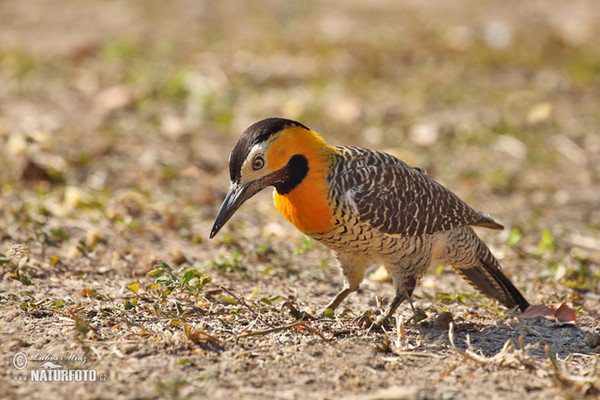 Campo or Field Flicker (Colaptes campestris)