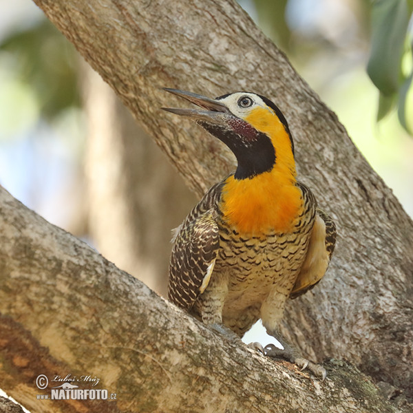 Campo or Field Flicker (Colaptes campestris)