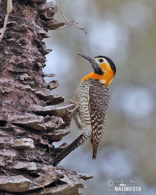 Campo or Field Flicker (Colaptes campestris)