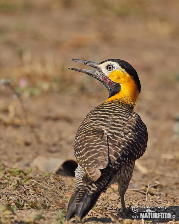 Campo or Field Flicker (Colaptes campestris)