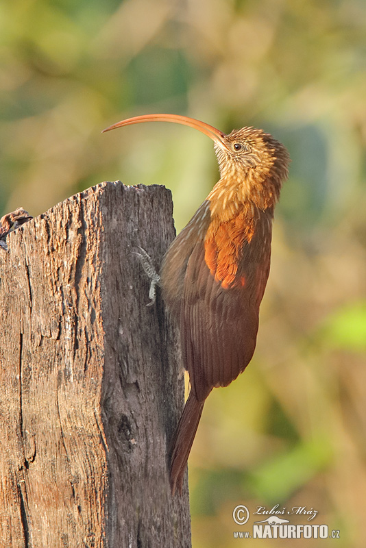 Campylorhamphus trochilirostris