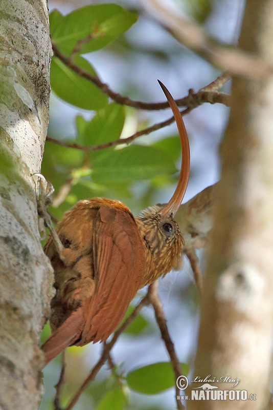 Campylorhamphus trochilirostris