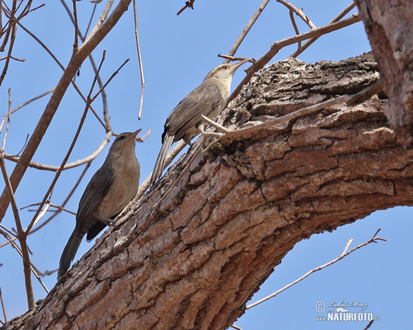 Campylorhynchus turdinus