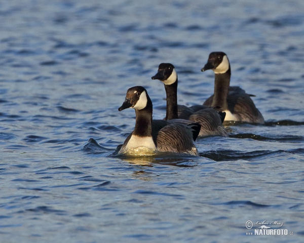 Canada Goose (Branta canadensis)