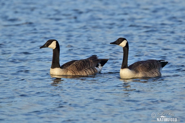 Canada Goose (Branta canadensis)