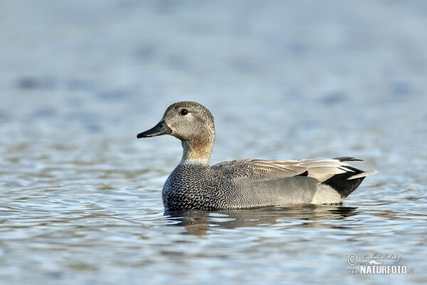 Canard chipeau