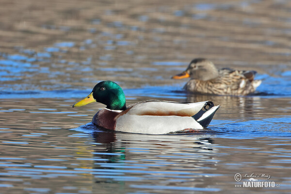 Canard colvert