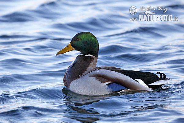 Canard colvert