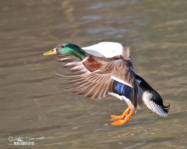 Canard colvert