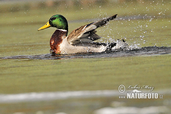 Canard colvert