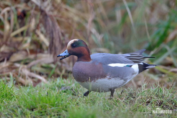 Canard siffleur