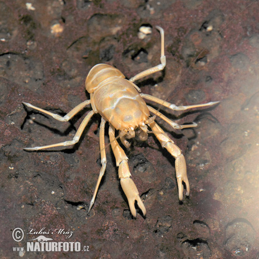 Cangrejito ciego de los Jameos