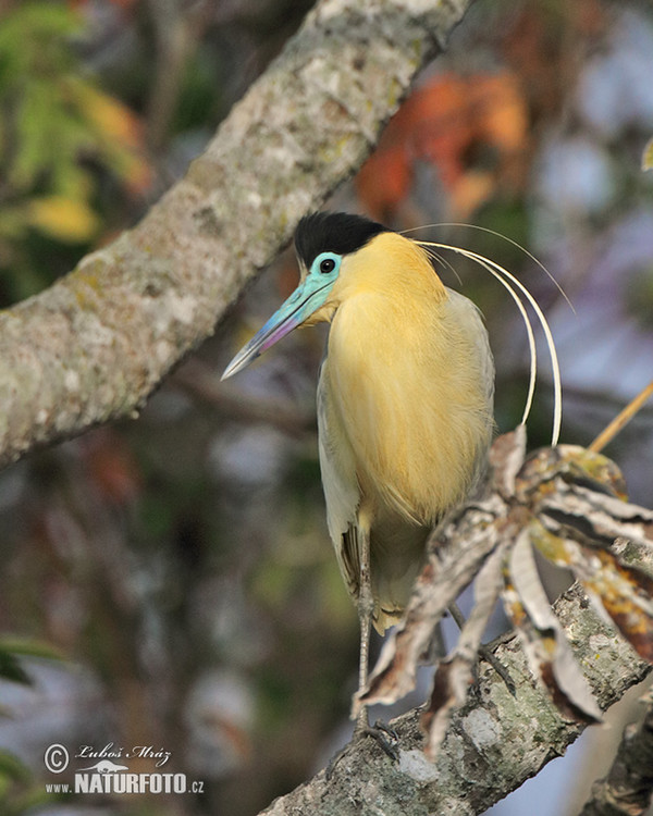 Capped Heron (Pilherodius pileatus)