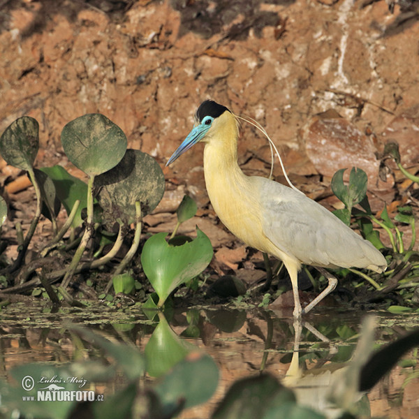 Capped Heron (Pilherodius pileatus)