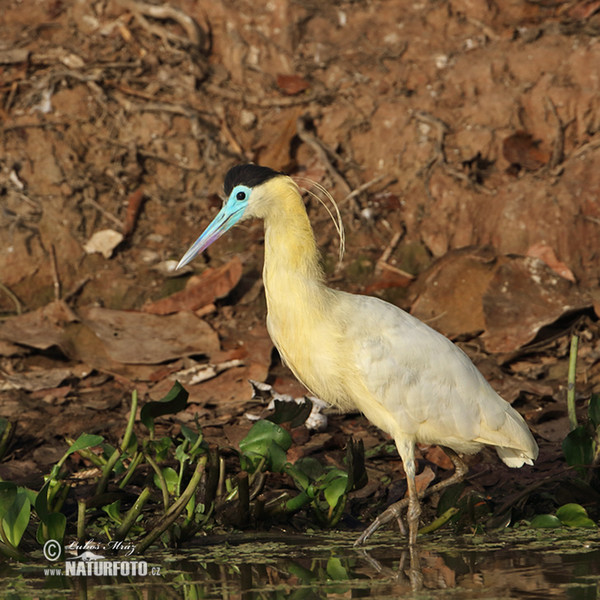 Capped Heron (Pilherodius pileatus)