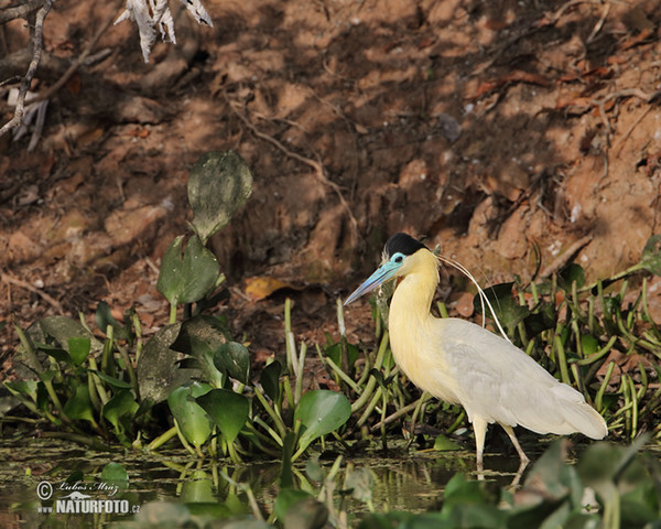 Capped Heron (Pilherodius pileatus)