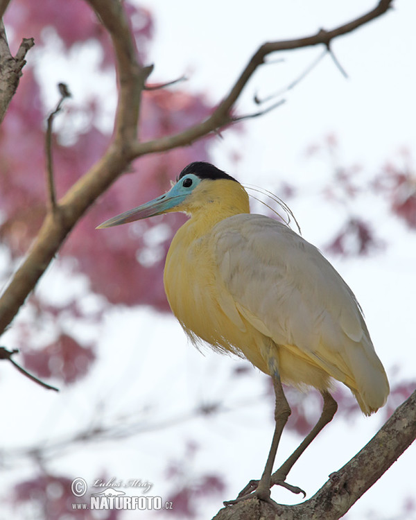 Capped Heron (Pilherodius pileatus)