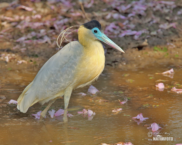 Capped Heron (Pilherodius pileatus)