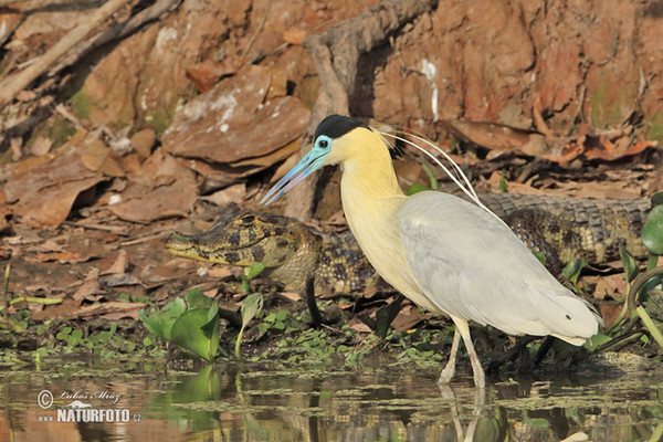 Capped Heron (Pilherodius pileatus)