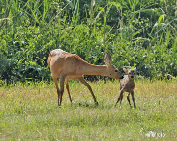 Capreolus capreolus