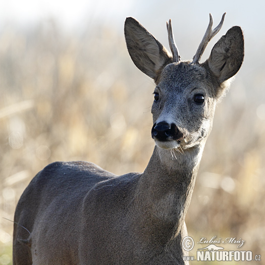 Capreolus capreolus