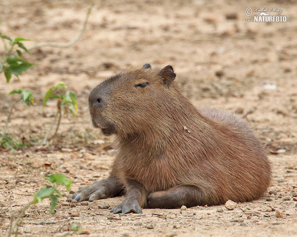 Capybara (Hydrochoerus hydrochaeris)