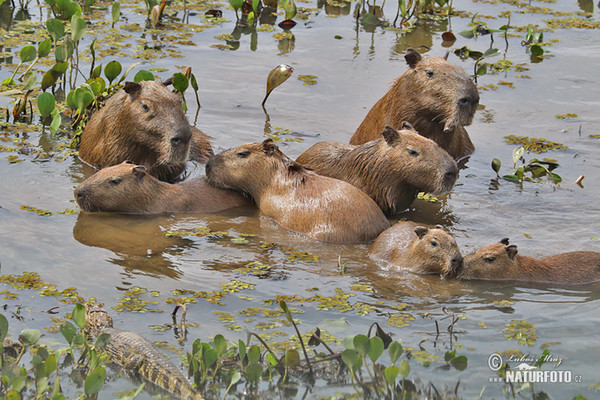 Capybara (Hydrochoerus hydrochaeris)