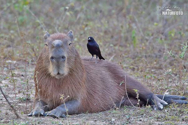 Capybara (Hydrochoerus hydrochaeris)