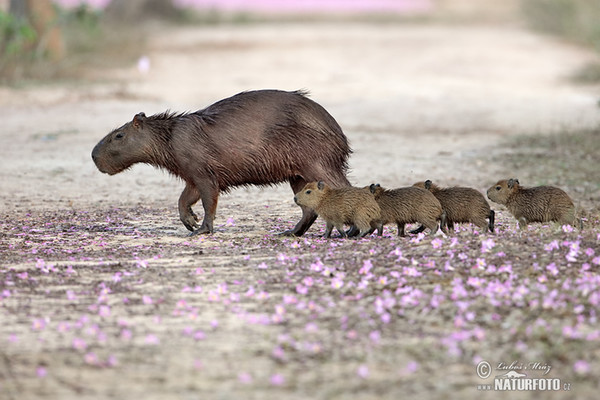 Capybara (Hydrochoerus hydrochaeris)