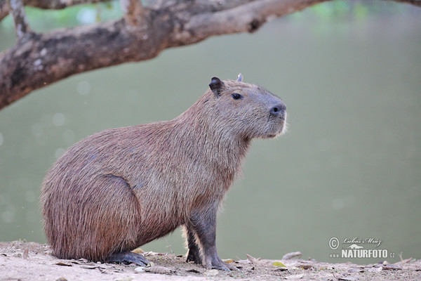 Capybara (Hydrochoerus hydrochaeris)