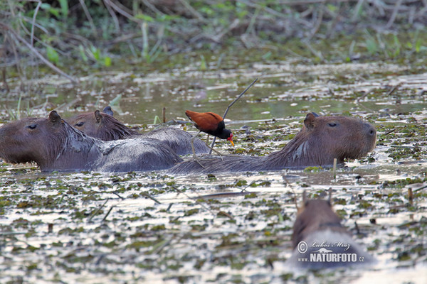 Capybara (Hydrochoerus hydrochaeris)