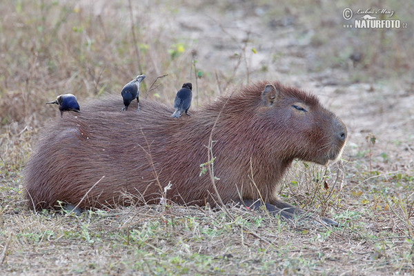 Capybara (Hydrochoerus hydrochaeris)