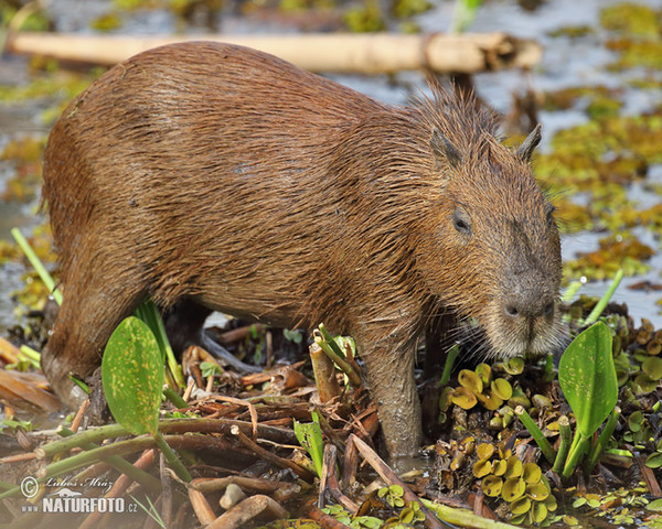 Capybara (Hydrochoerus hydrochaeris)