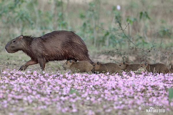 Capybara (Hydrochoerus hydrochaeris)