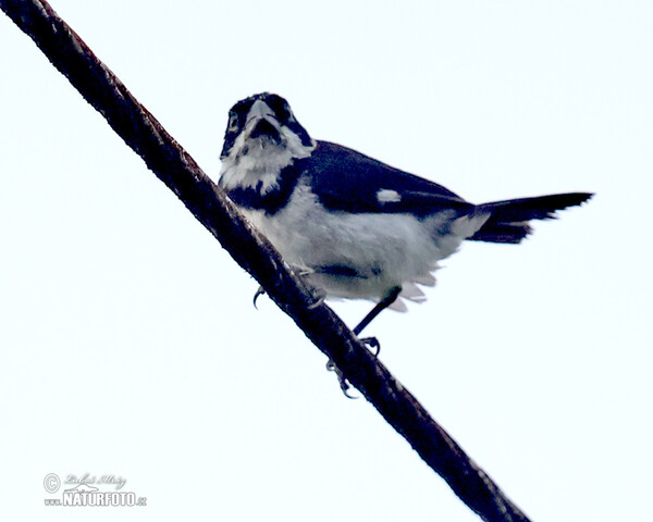 Caqueta Seedeater (Sporophila murallae)